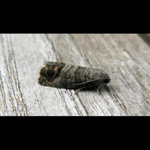 <i>Cydia pomonella</i> (Linnaeus, 1758) © F. Michalke