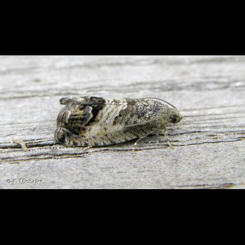 <i>Cydia splendana</i> (Hübner, 1799) © F. Michalke