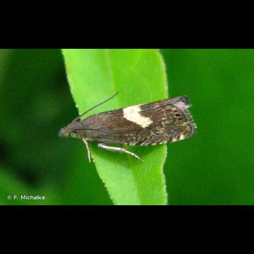 <i>Dichrorampha petiverella</i> (Linnaeus, 1758) © F. Michalke
