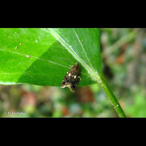 <i>Olindia schumacherana</i> (Fabricius, 1787) © F. Michalke