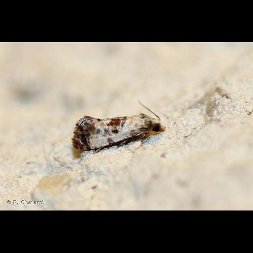 <i>Cochylis hybridella</i> (Hübner, 1813) © P. Chatard