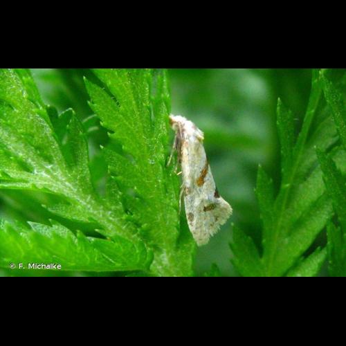 <i>Aethes smeathmanniana</i> (Fabricius, 1781) &copy; F. Michalke