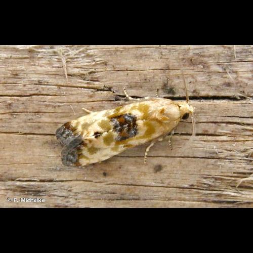 <i>Eupoecilia angustana</i> (Hübner, 1799) © F. Michalke