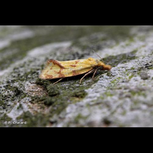 <i>Agapeta hamana</i> (Linnaeus, 1758) © P. Chatard