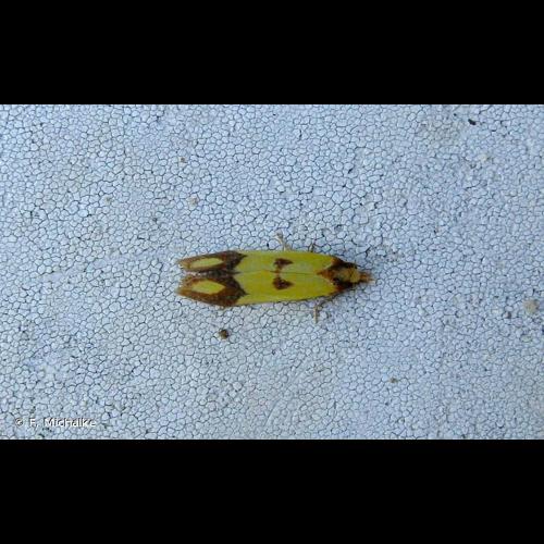 <i>Agapeta zoegana</i> (Linnaeus, 1767) © F. Michalke