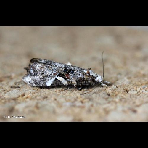 <i>Phtheochroa rugosana</i> (Hübner, 1799) © P. Chatard