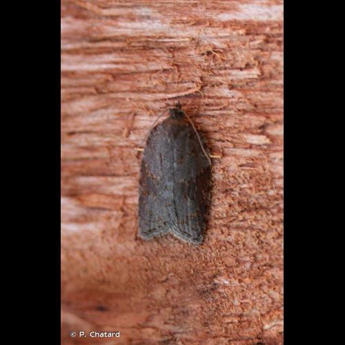 <i>Acleris sparsana</i> (Denis & Schiffermüller, 1775) © P. Chatard