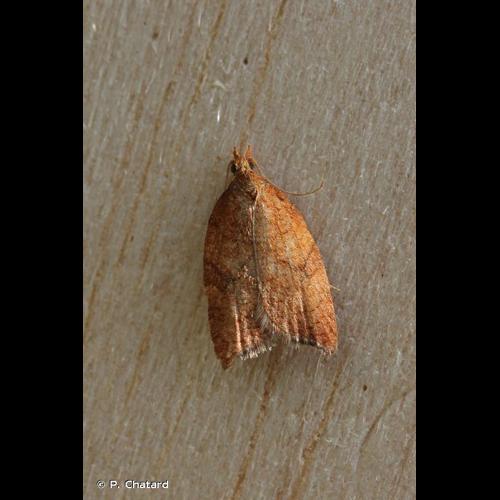 <i>Acleris rhombana</i> (Denis & Schiffermüller, 1775) &copy; P. Chatard