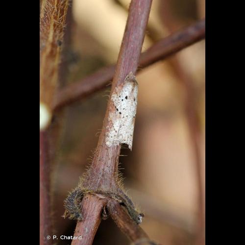 <i>Acleris schalleriana</i> (Linnaeus, 1761) © P. Chatard
