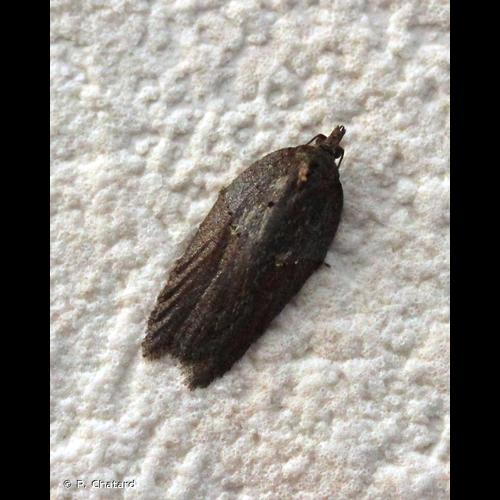 <i>Acleris hastiana</i> (Linnaeus, 1758) © P. Chatard