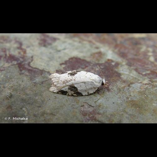 <i>Acleris kochiella</i> (Goeze, 1783) © F. Michalke