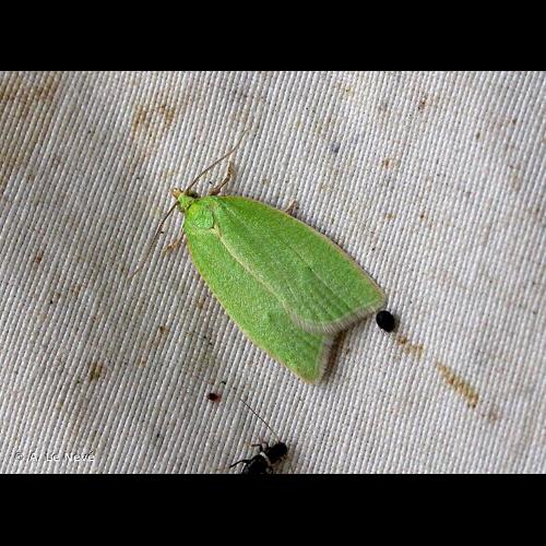 <i>Tortrix viridana</i> (Linnaeus, 1758) &copy; A. Le Nevé