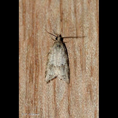 <i>Cnephasia incertana</i> (Treitschke, 1835) © P. Chatard