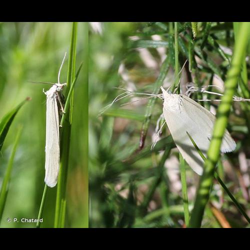 <i>Eana argentana</i> (Clerck, 1759) © P. Chatard