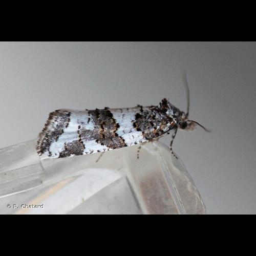 <i>Xerocnephasia rigana</i> (Sodoffsky, 1829) &copy; P. Chatard