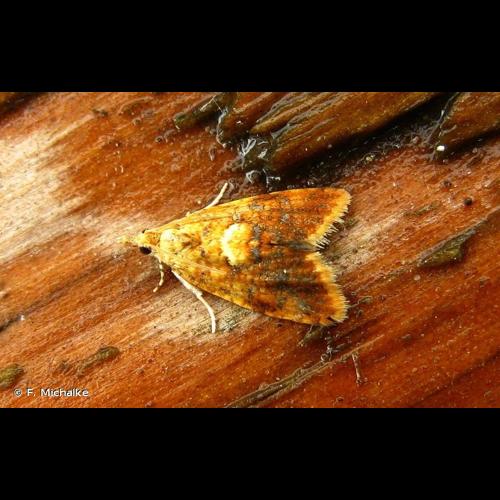 <i>Pseudargyrotoza conwagana</i> (Fabricius, 1775) &copy; F. Michalke