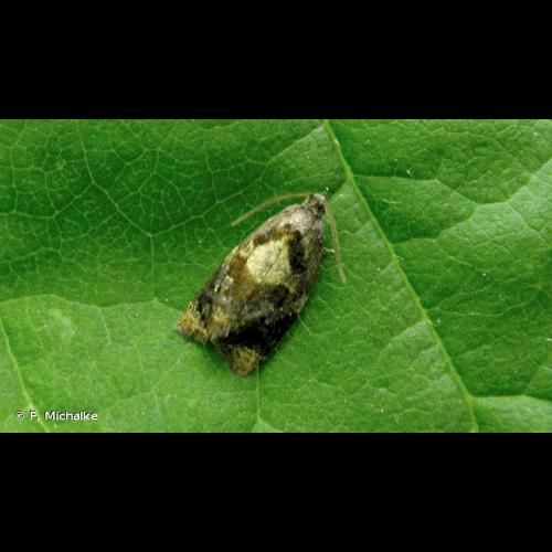 <i>Ditula angustiorana</i> (Haworth, 1811) © F. Michalke