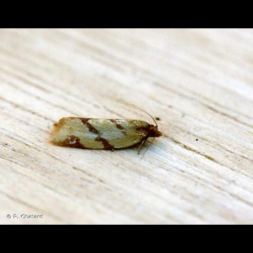 <i>Clepsis pallidana</i> (Fabricius, 1777) © P. Chatard