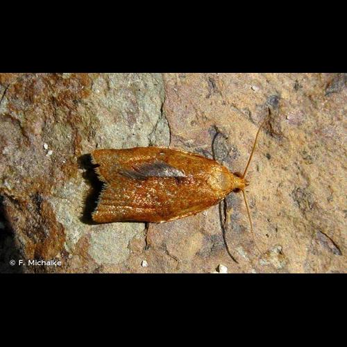 <i>Clepsis consimilana</i> (Hübner, 1817) © F. Michalke
