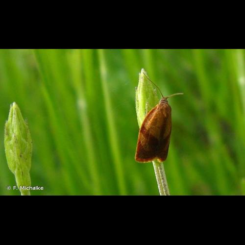 <i>Cacoecimorpha pronubana</i> (Hübner, 1799) © F. Michalke