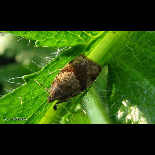 <i>Syndemis musculana</i> (Hübner, 1799) &copy; F. Michalke