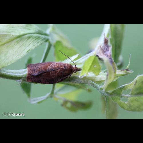 <i>Pandemis heparana</i> (Denis & Schiffermüller, 1775) © P. Chatard