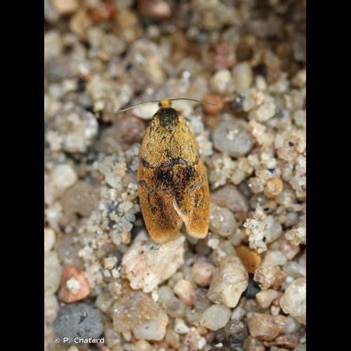 <i>Ptycholoma lecheana</i> (Linnaeus, 1758) &copy; P. Chatard