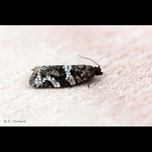 <i>Argyrotaenia ljungiana</i> (Thunberg, 1797) © P. Chatard