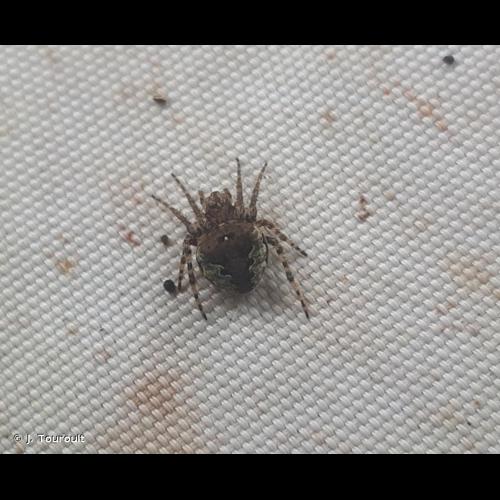 <i>Gibbaranea gibbosa</i> (Walckenaer, 1802) © J. Touroult
