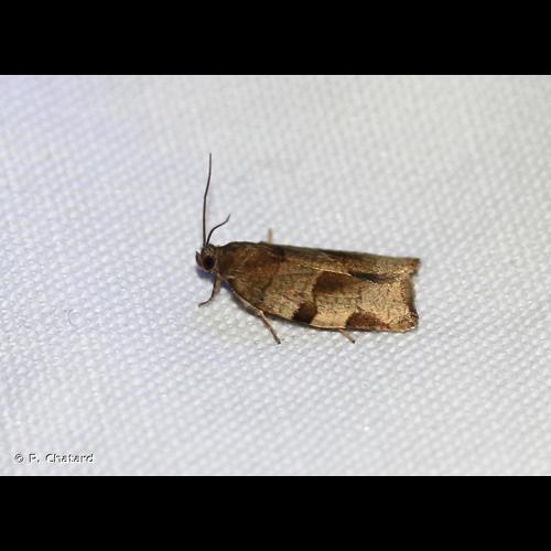 <i>Choristoneura hebenstreitella</i> (O.F. Müller, 1764) &copy; P. Chatard