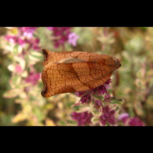 <i>Archips podana</i> (Scopoli, 1763) &copy; F. Michalke