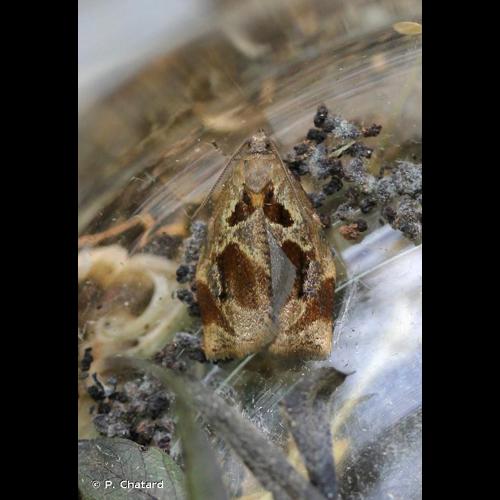 <i>Archips crataegana</i> (Hübner, 1799) &copy; P. Chatard