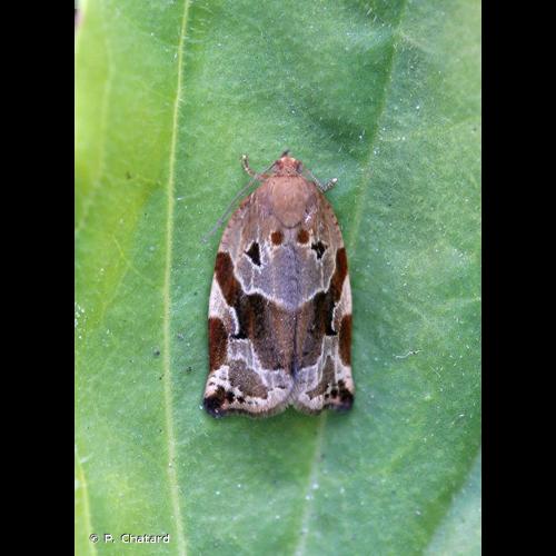 <i>Archips xylosteana</i> (Linnaeus, 1758) © P. Chatard