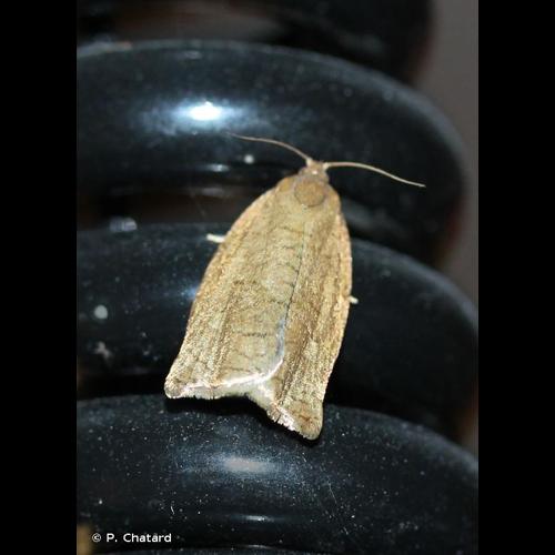 <i>Archips rosana</i> (Linnaeus, 1758) &copy; P. Chatard