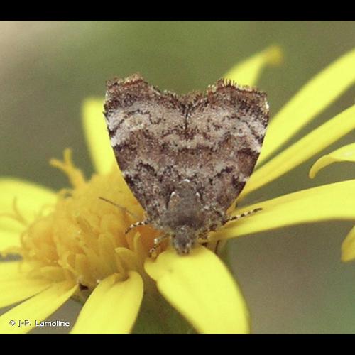 <i>Choreutis pariana</i> (Clerck, 1759) © J-P. Lamoline