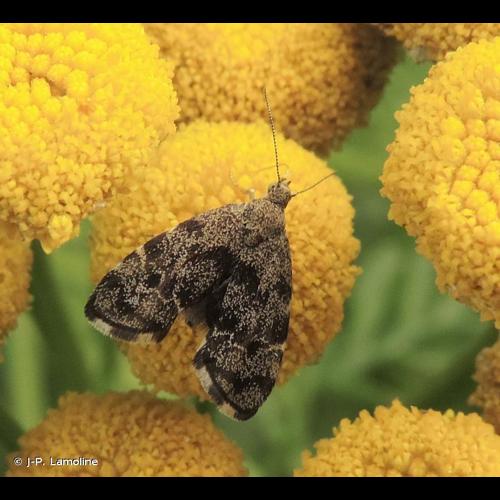 <i>Anthophila fabriciana</i> (Linnaeus, 1767) © J-P. Lamoline