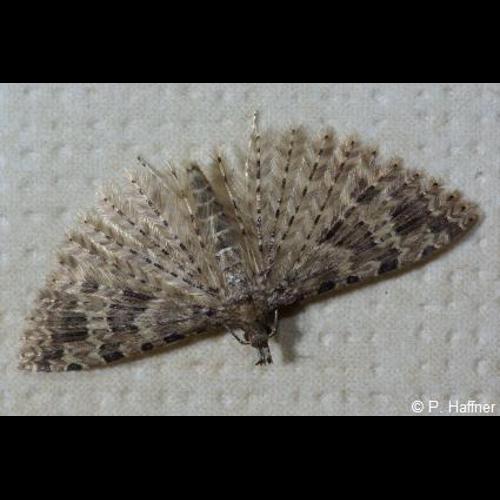 <i>Alucita hexadactyla</i> (Linnaeus, 1758) &copy; P. Haffner