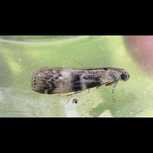 <i>Euzophera pinguis</i> (Haworth, 1811) &copy; F. Michalke