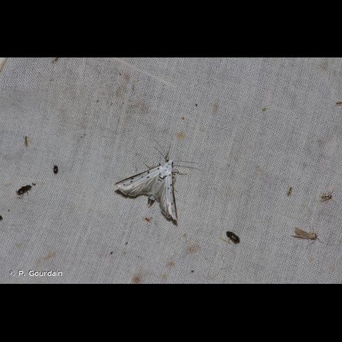 <i>Myelois circumvoluta</i> (Geoffroy, 1785) &copy; P. Gourdain