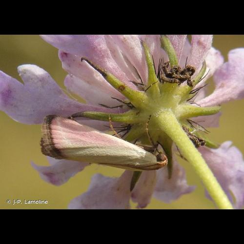 <i>Eurhodope rosella</i> (Scopoli, 1763) &copy; J-P. Lamoline