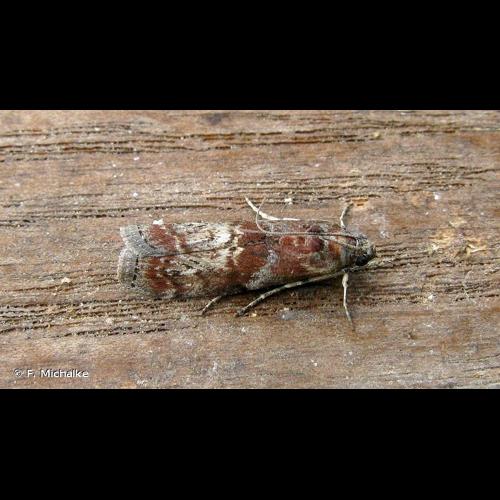 <i>Phycita roborella</i> (Denis & Schiffermüller, 1775) © F. Michalke