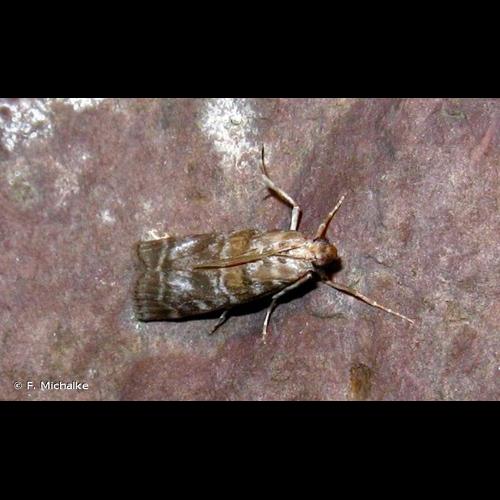 <i>Dioryctria sylvestrella</i> (Ratzeburg, 1840) &copy; F. Michalke