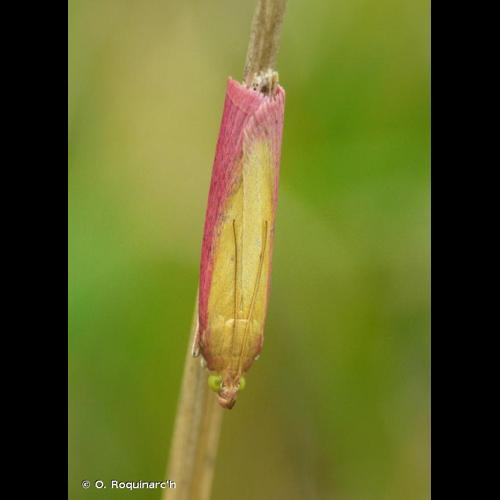 <i>Oncocera semirubella</i> (Scopoli, 1763) © O. Roquinarc'h