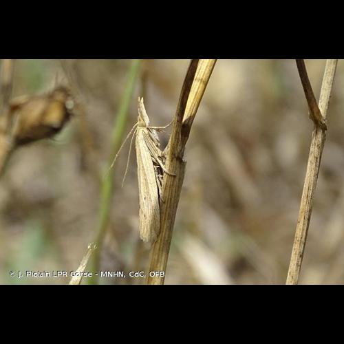<i>Ematheudes punctella</i> (Treitschke, 1833) &copy; J. Piolain LPR Corse - MNHN, CdC, OFB