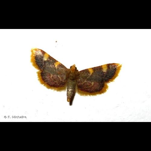 <i>Hypsopygia costalis</i> (Fabricius, 1775) © F. Michalke