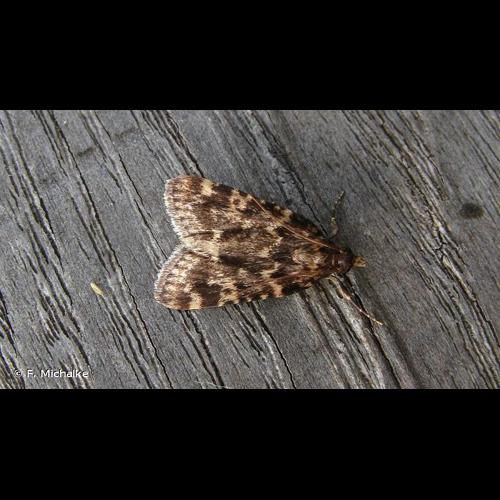 <i>Aglossa caprealis</i> (Hübner, 1809) &copy; F. Michalke