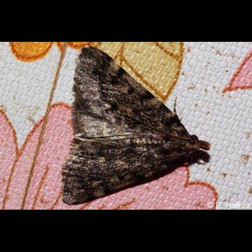 <i>Aglossa pinguinalis</i> (Linnaeus, 1758) &copy; P. Haffner