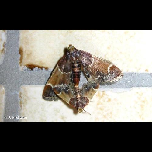 <i>Pyralis farinalis</i> (Linnaeus, 1758) © F. Michalke