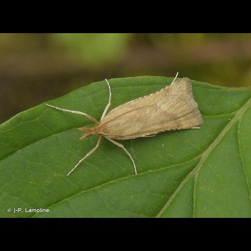 <i>Synaphe punctalis</i> (Fabricius, 1775) &copy; J-P. Lamoline