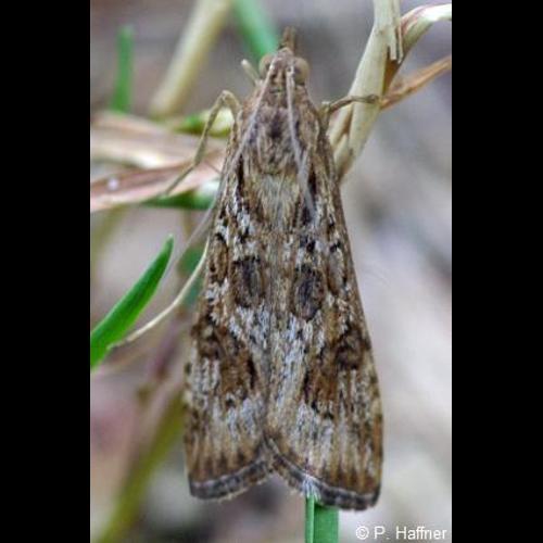 <i>Nomophila noctuella</i> (Denis & Schiffermüller, 1775) &copy; P. Haffner